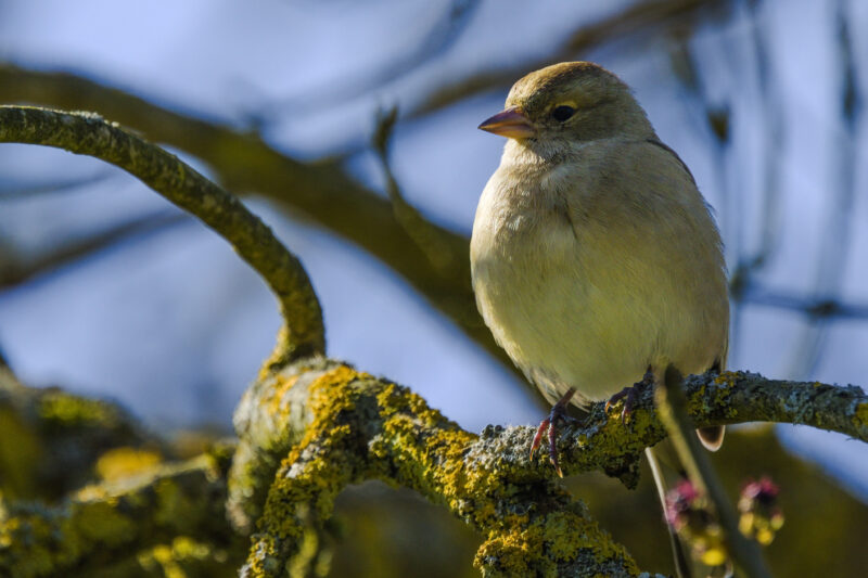 Pinson des arbres femelle